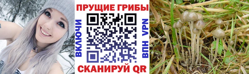 Галлюциногенные грибы прущие грибы Каменск-Шахтинский
